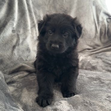 German Shepherd puppies for sale in Kansas