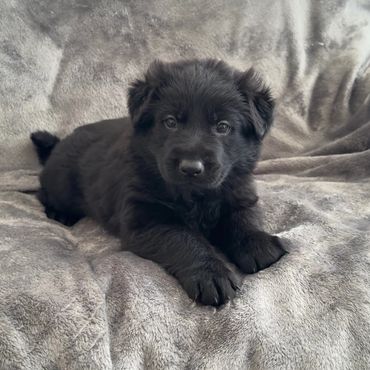 Black German Shepherd Puppies Kansas City