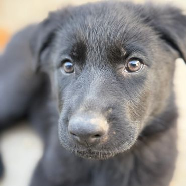 Black German Shepherd Puppies Kansas