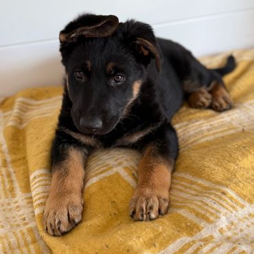 German Shepherd Puppies in Kansas City