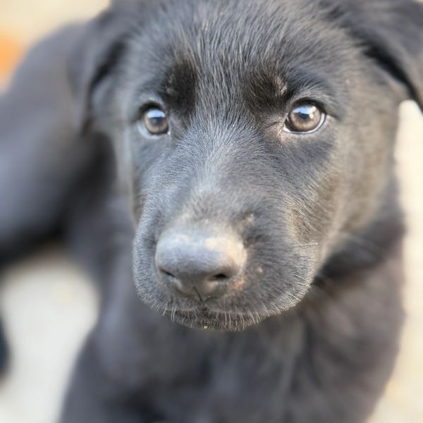 Black German Shepherd Puppies