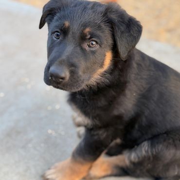 German Shepherd Puppies For Sale
