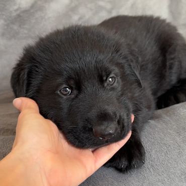 Black German Shepherd puppies Kansas City