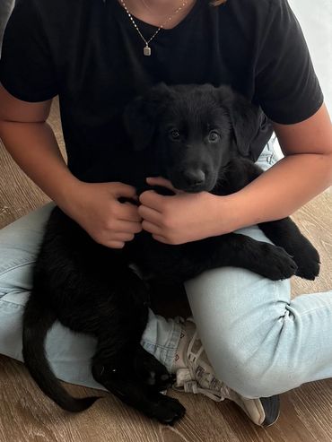 German Shepherd Puppies Family Dogs