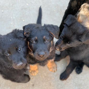 German Shepherd Puppies