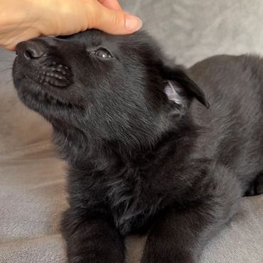 Black German Shepherd Puppies Kansas City