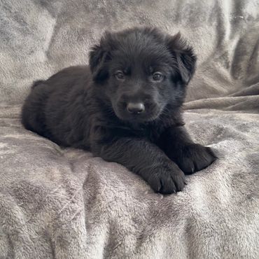 German Shepherd puppies Kansas City