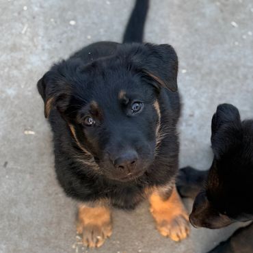 German Shepherd Puppies For Sale Kansas City
