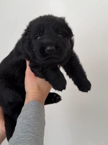 A fluffy black puppy being gently held up against a plain background.