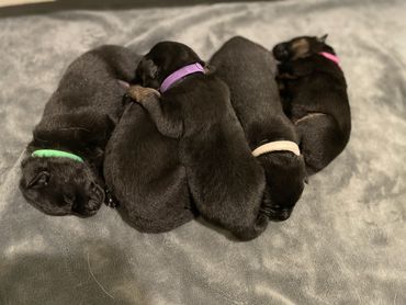 German Shepherd Puppies For Sale Kansas City