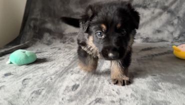 Playful German Shepherd puppies