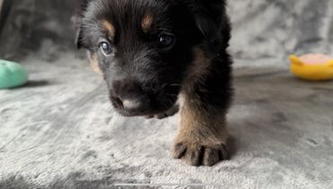 German Shepherd puppy stalking