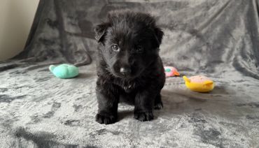 Black German Shepherd puppy with white star and toes