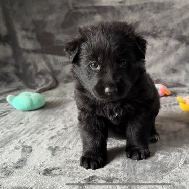 Black German Shepherd puppy with a white star