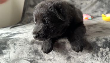 Black German Shepherd puppy and yellow toy