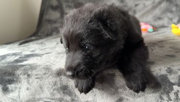 Black German Shepherd puppy leaning over edge