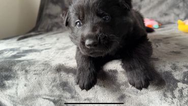Cute black German shepherd puppy for sale