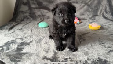Sweet Black And White German shepherd puppy