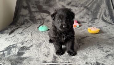 Black And White German Shepherd puppy