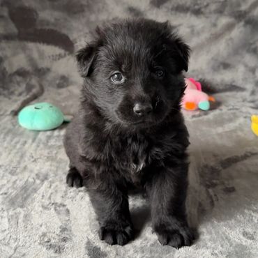 Adorable, black German shepherd puppy with a white star