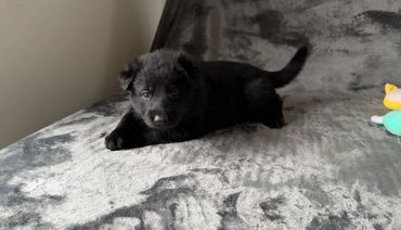 Trained Black German Shepherd puppy for sale