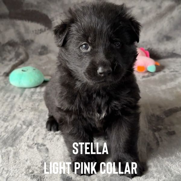 Black German Shepherd Puppy