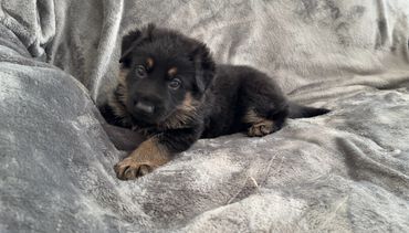 German Shepherd puppies for sale