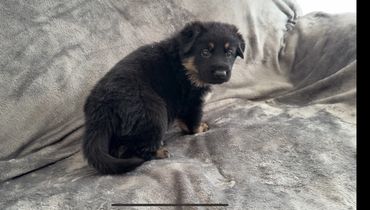Cute puppies from German Shepherd Breeder in Kansas
