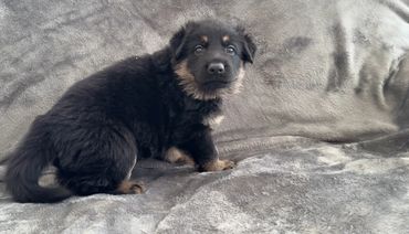 German Shepherd puppies for sale in Kansas City