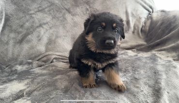 German Shepherd puppies from ethical Breeder