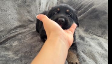 Cute German shepherd puppy and a hand
