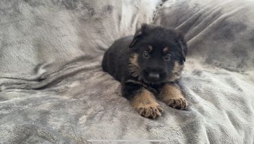 German Shepherd puppies Kansas City