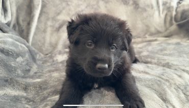 Black German Shepherd puppy Kansas City