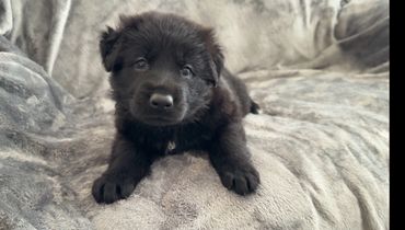 Black German Shepherd puppies Kansas City