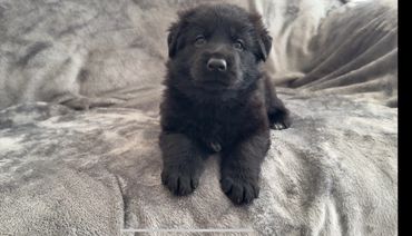 Black German Shepherd puppy from ethical Breeder OFA and Health Tested, 10-year health guarantee