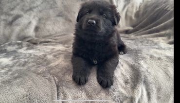 Fluffy black German Shepherd puppy