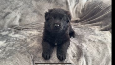 Black German Shepherd, puppy with white star available for adoption