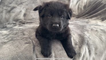 Cute black German shepherd puppy that looks like a bear