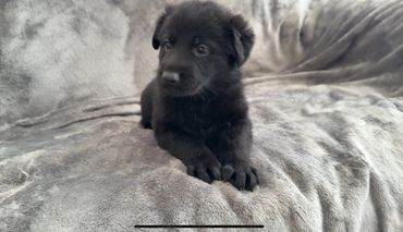 Trained German Shepherd puppy for sale Kansas city