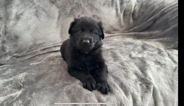 Black German Shepherd puppy with pink collar