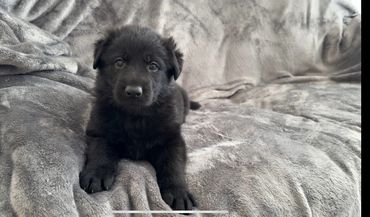 Black German Shepherd puppies Kansas trained OFA health tested