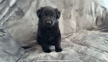 Black German shepherd puppy for sale 10 year guarantee