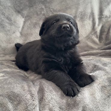 Smiling German Shepherd Puppy