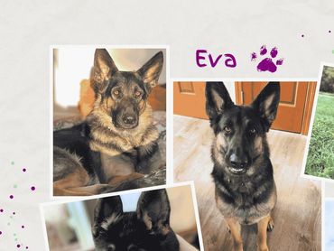 German Shepherd Puppies Near Me