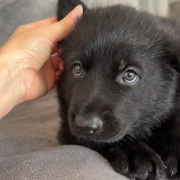 German Shepherd Puppies Kansas City