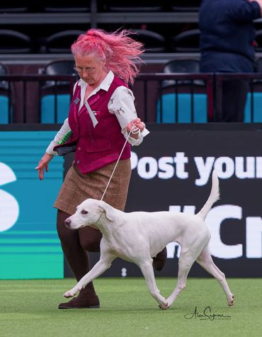 Woman with pink hair leads a white dog in a dog show ring.