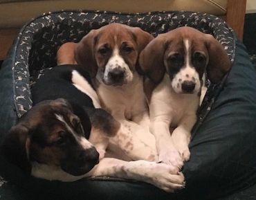 Three adorable Harrier puppies cuddled together in a cozy dog bed.