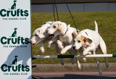 Three dogs in mid-jump during a Crufts Kennel Club event.