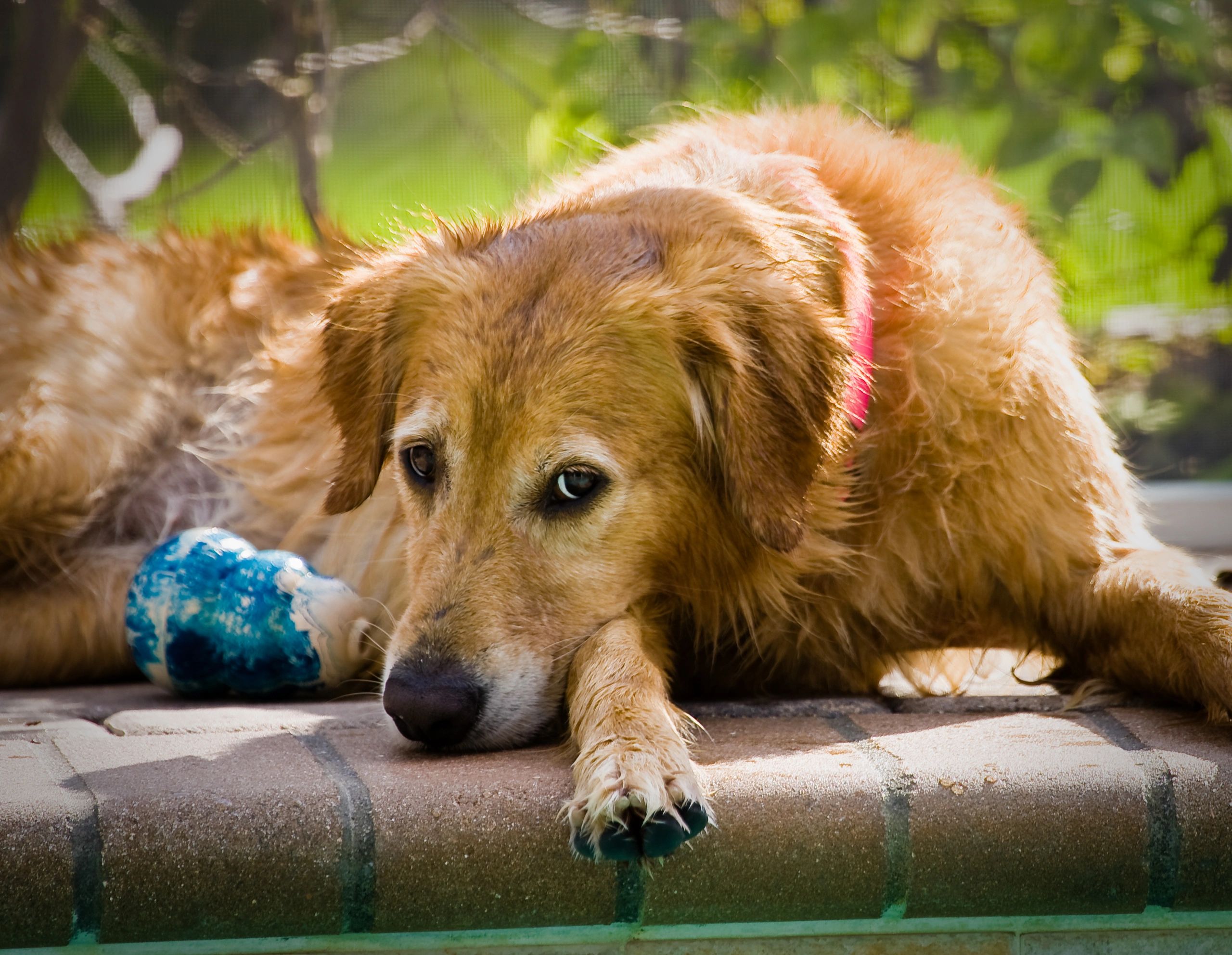 Dog Seating and looking