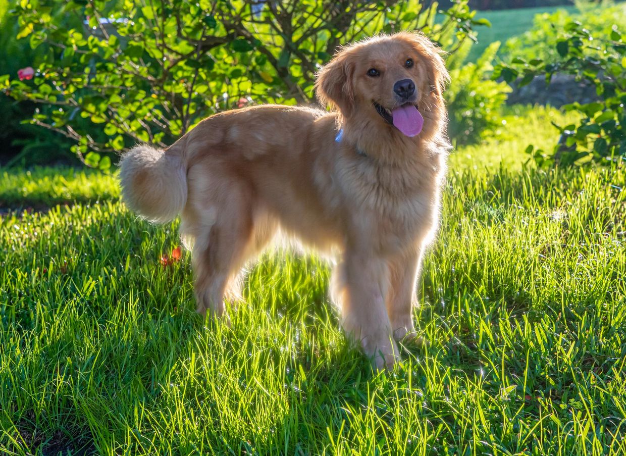 Dog looking front side